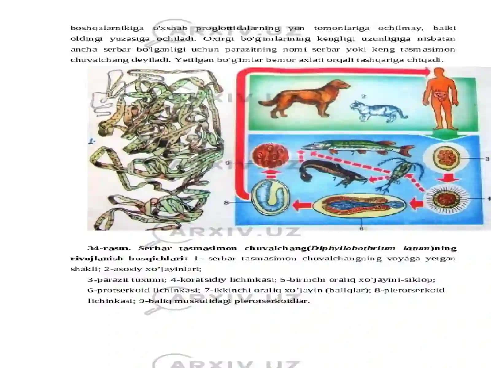 Qoramol solityori tuzilishi 3