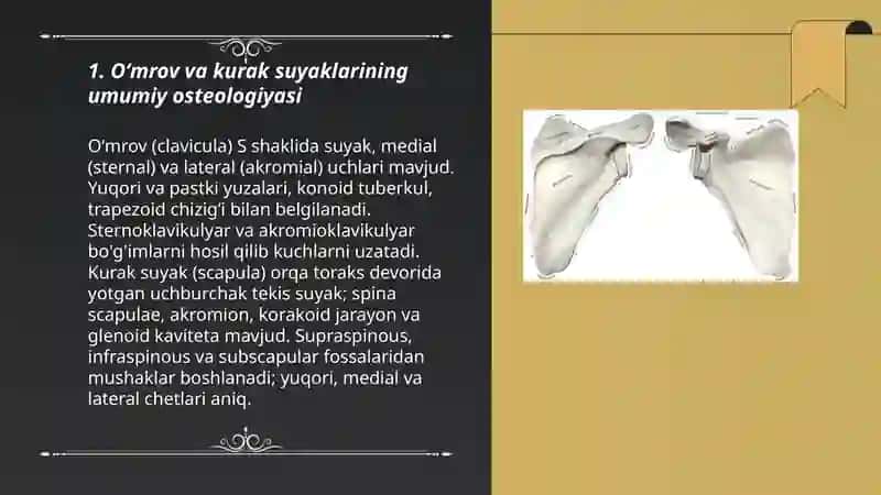 Oʻmrov va kurak suyaklari 3