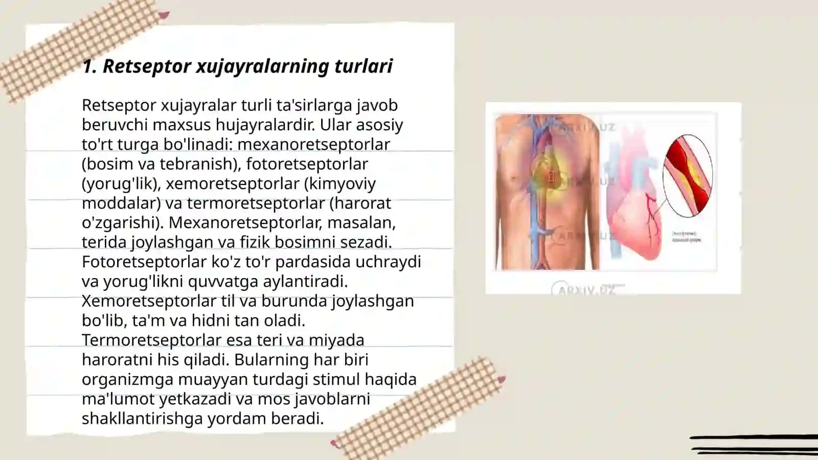 Retseptor xujayralar 3