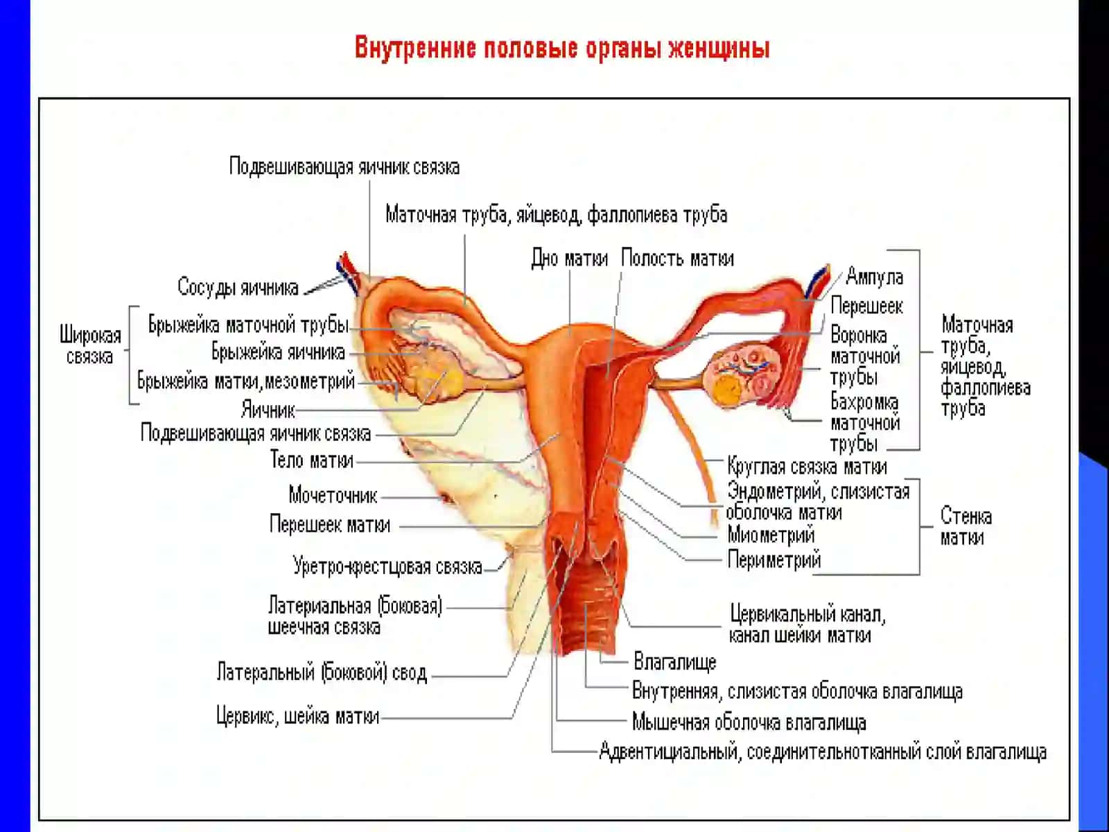 ТУХУМДОН ХАВФСИЗ УСМАЛАРИ 3