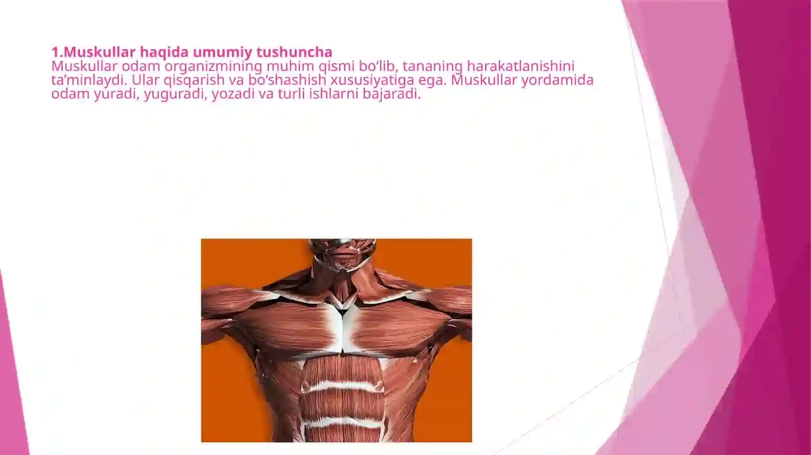 "ANATOMIYA" fanidan taqdimot slaydi 3