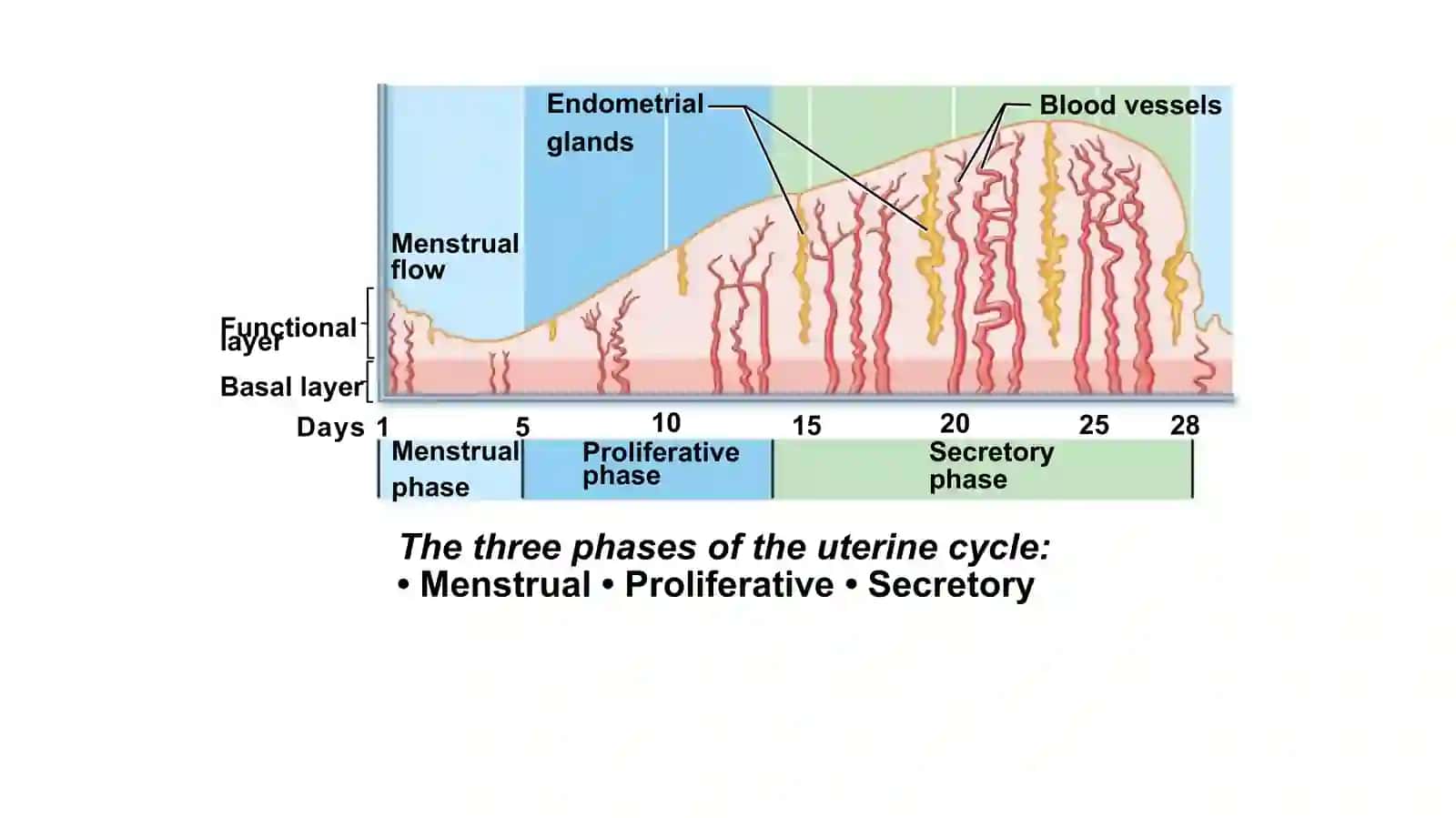 The Uterine (Menstrual) Cycle 3