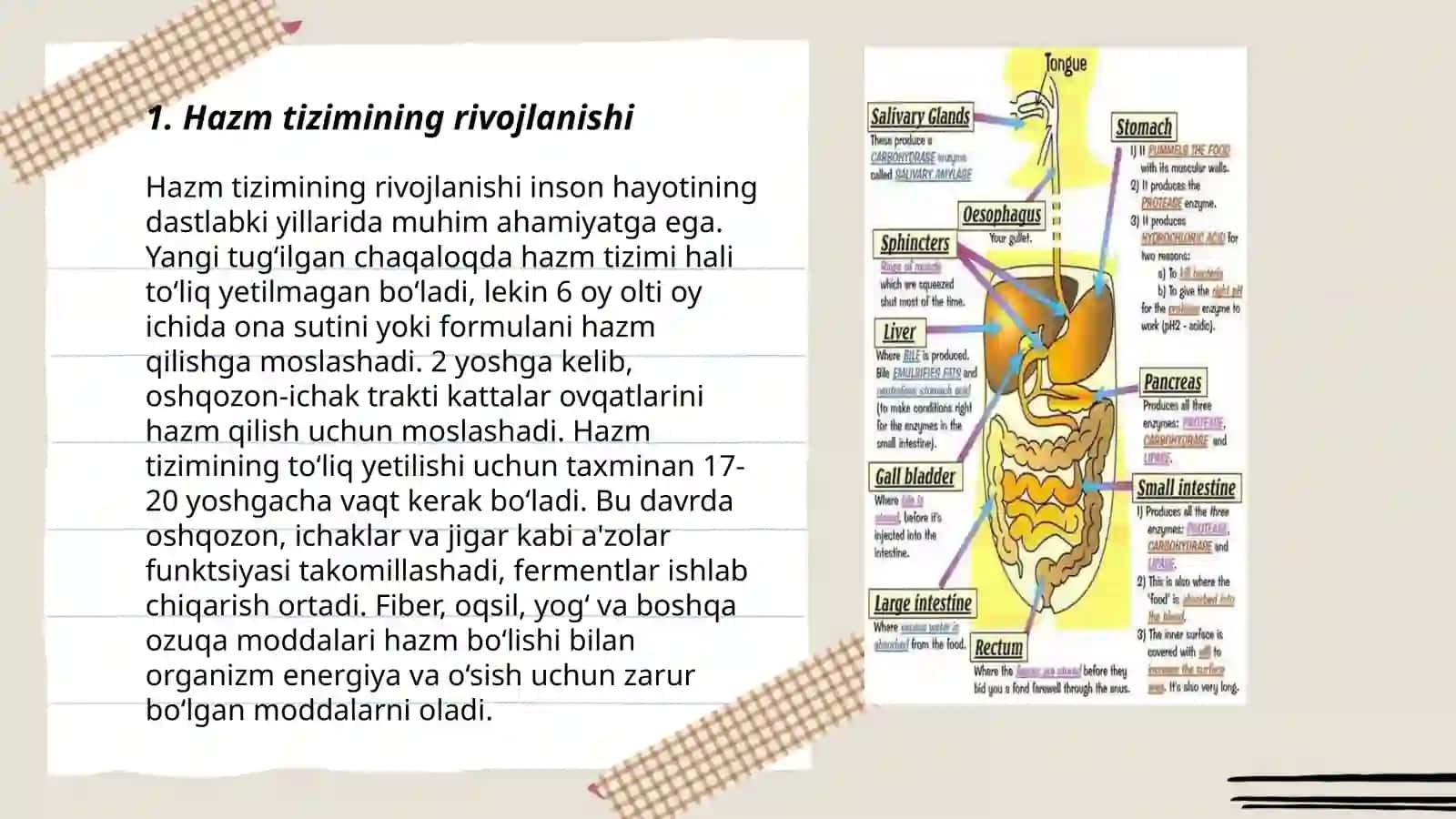 Hazm tizimi onto – filogenezi 3