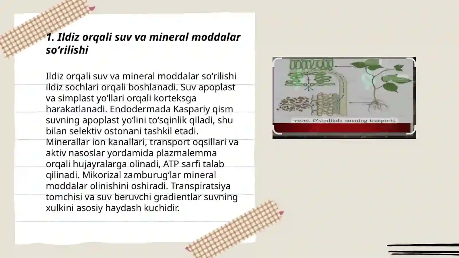 Oʻsimliklarda moddalar transporti 3