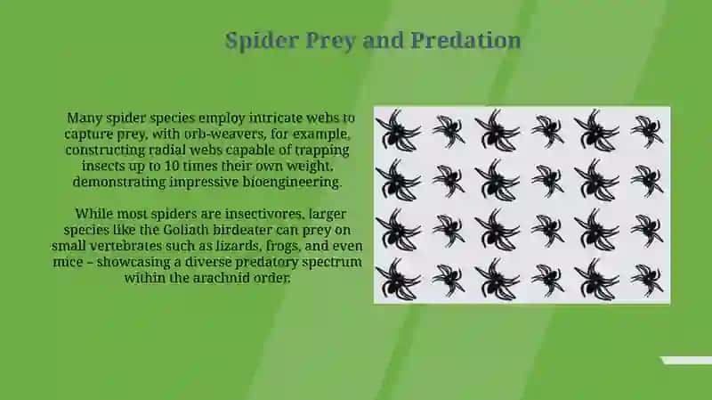 Spiders 3
