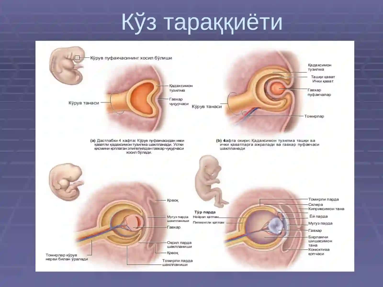 Сезги аъзолари 3