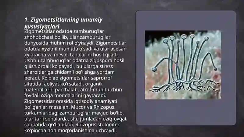 Zigometsitlarni umumiy tasnifi 3