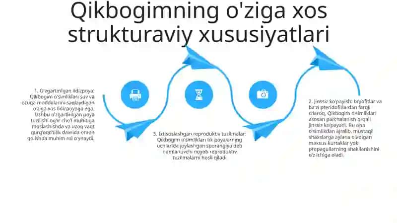 Urug'li o'simliklar 3