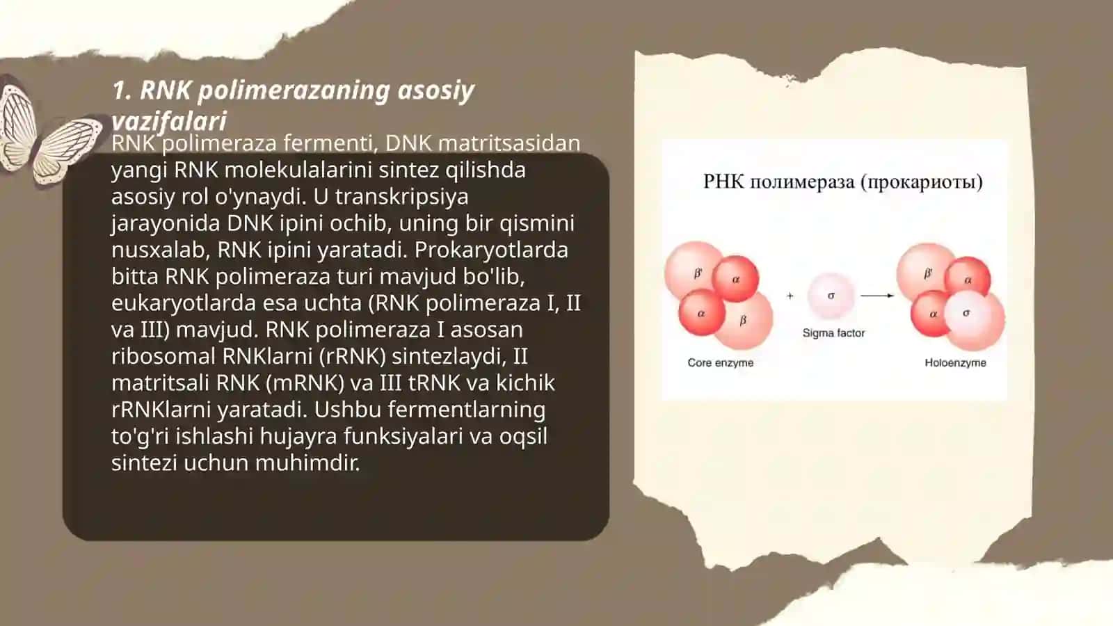 RNK polimerazaning tuzilishi 3