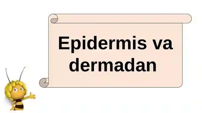 HAYVONLARNING NAFAS OLISH ORGANLARI EVOLUTSIYASI 3