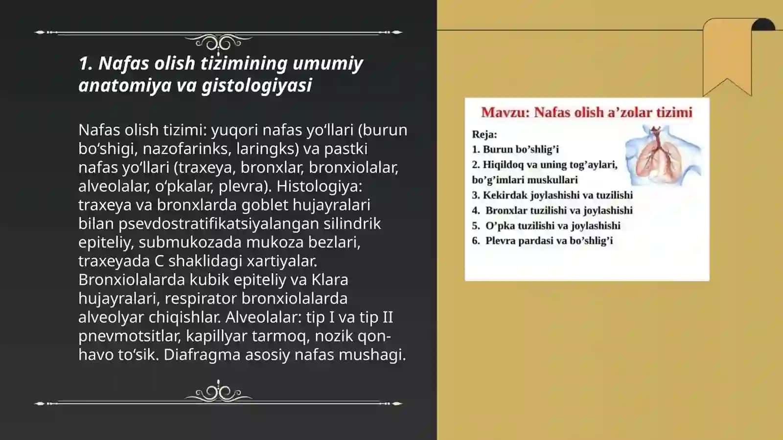Nafas olish tizimi va gistalogiyasi 3