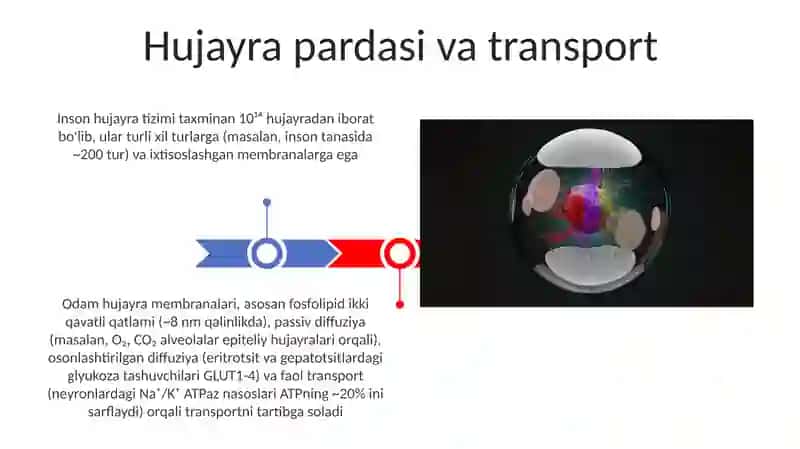 Insonning hujaralar sistemasi 3
