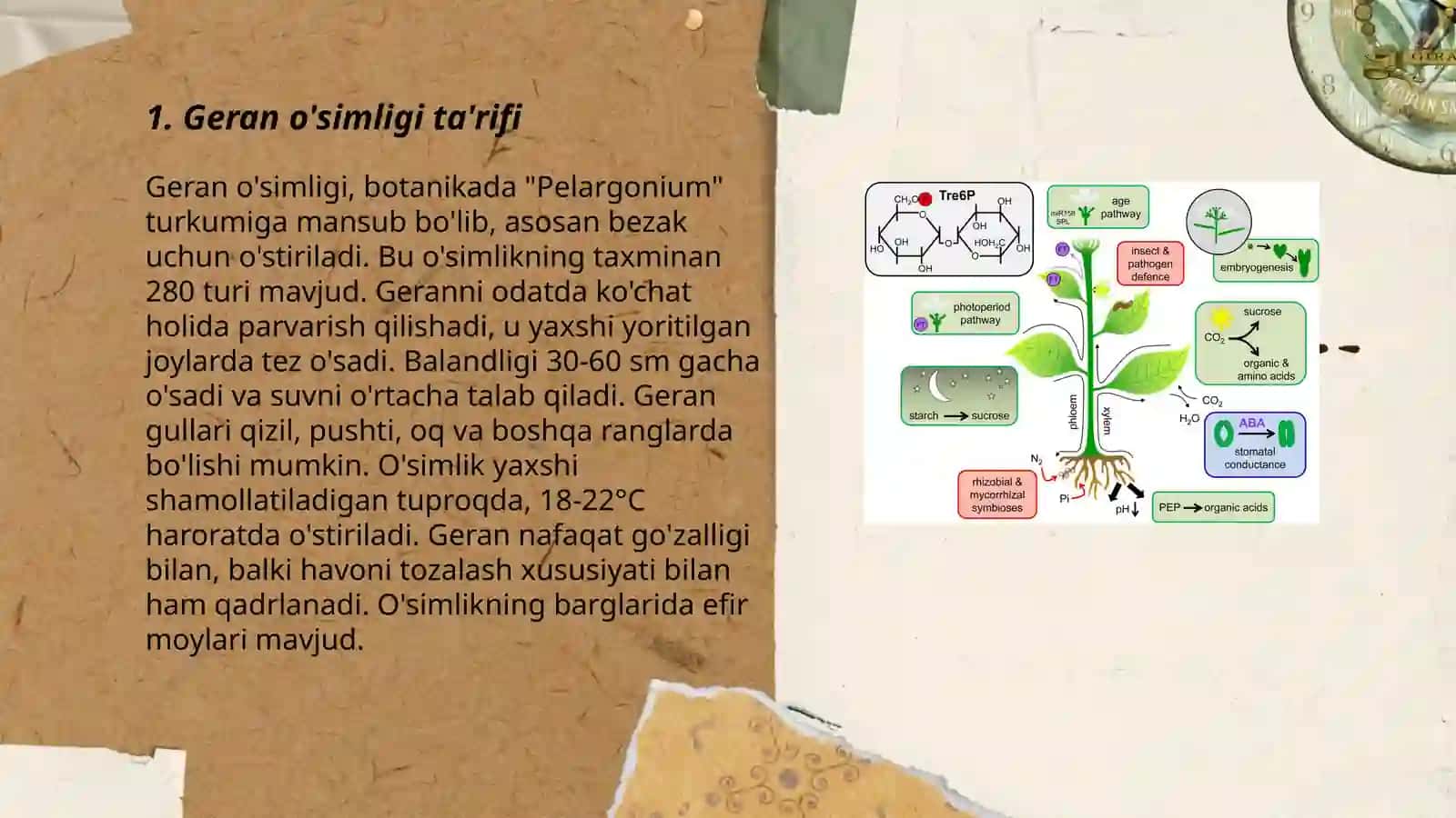 Geran ôsimligi haqida taqdimot 3
