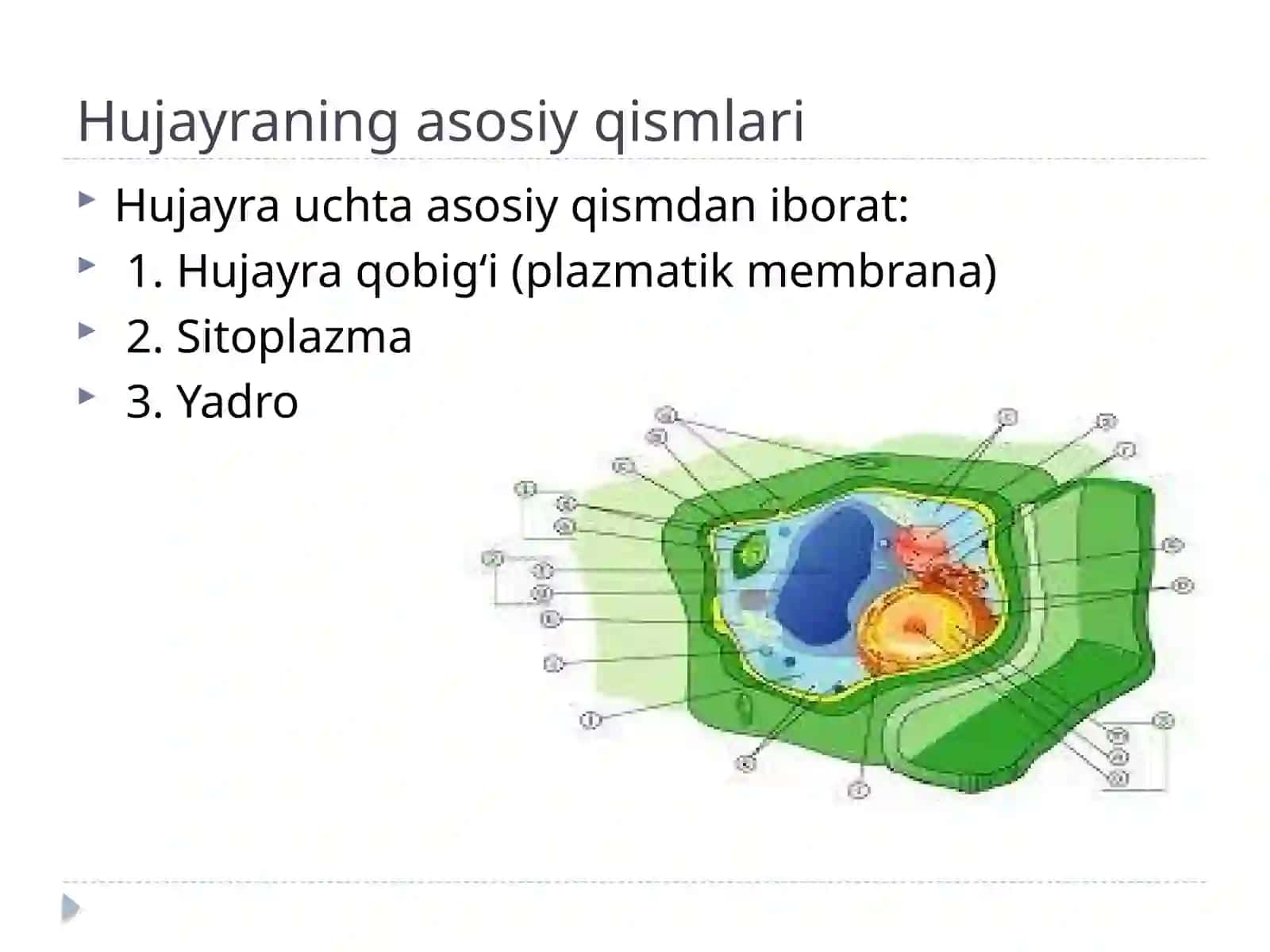 Hujayra tushunchasi 3