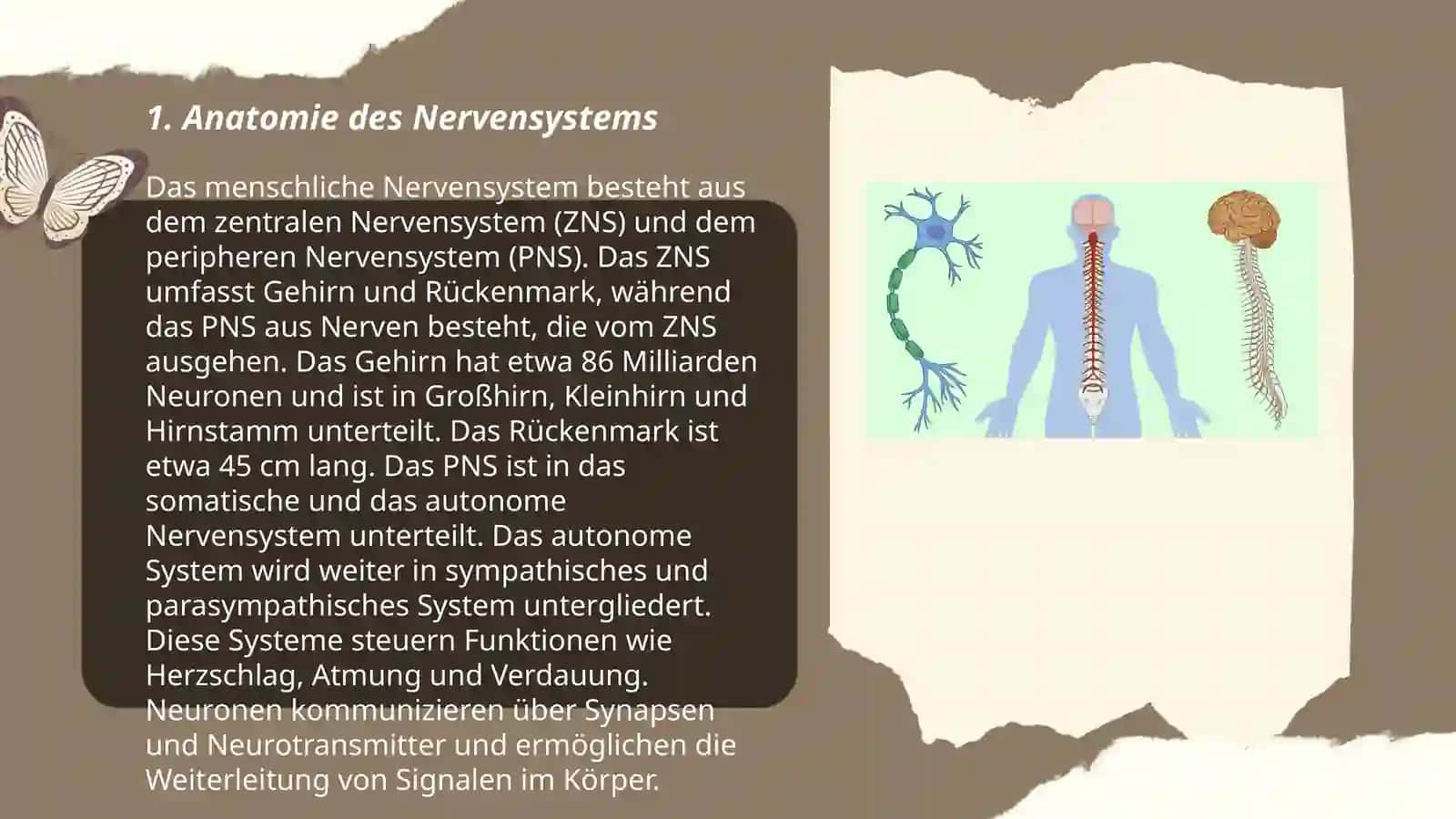 Nervensystem 3