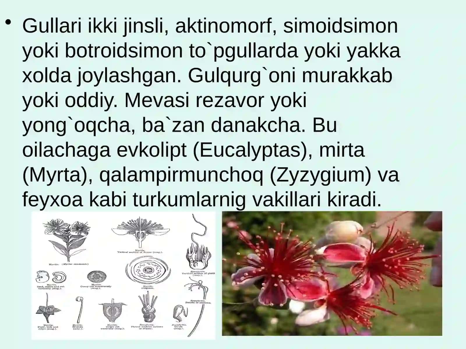 Mirtadoshlar(Myrtaceae)oilasi 3