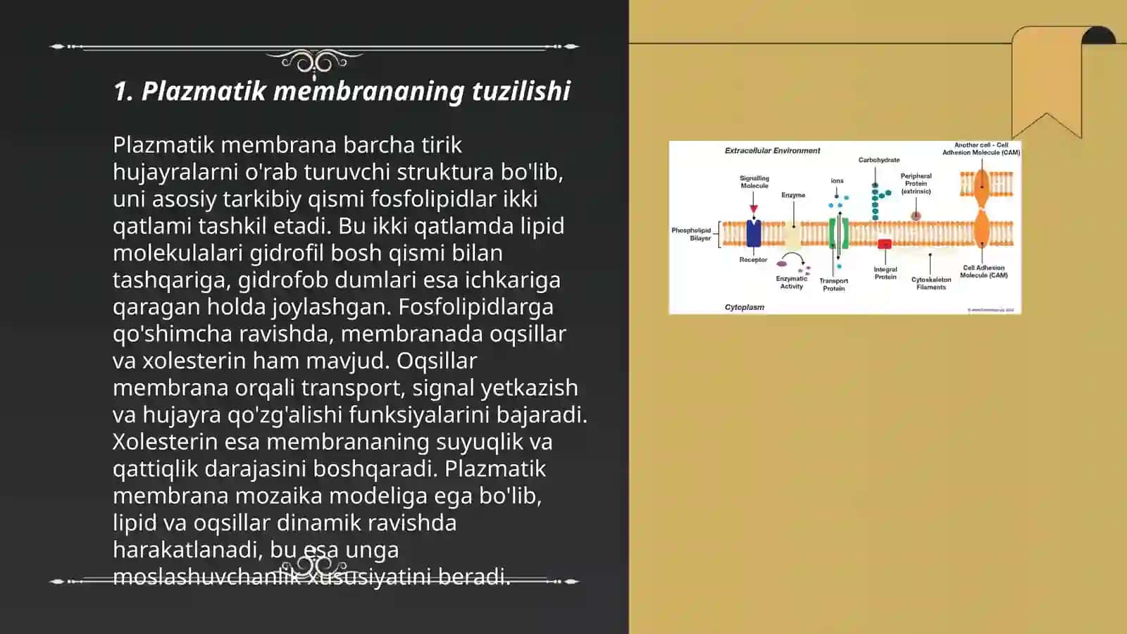 Plazmatik membrana 3