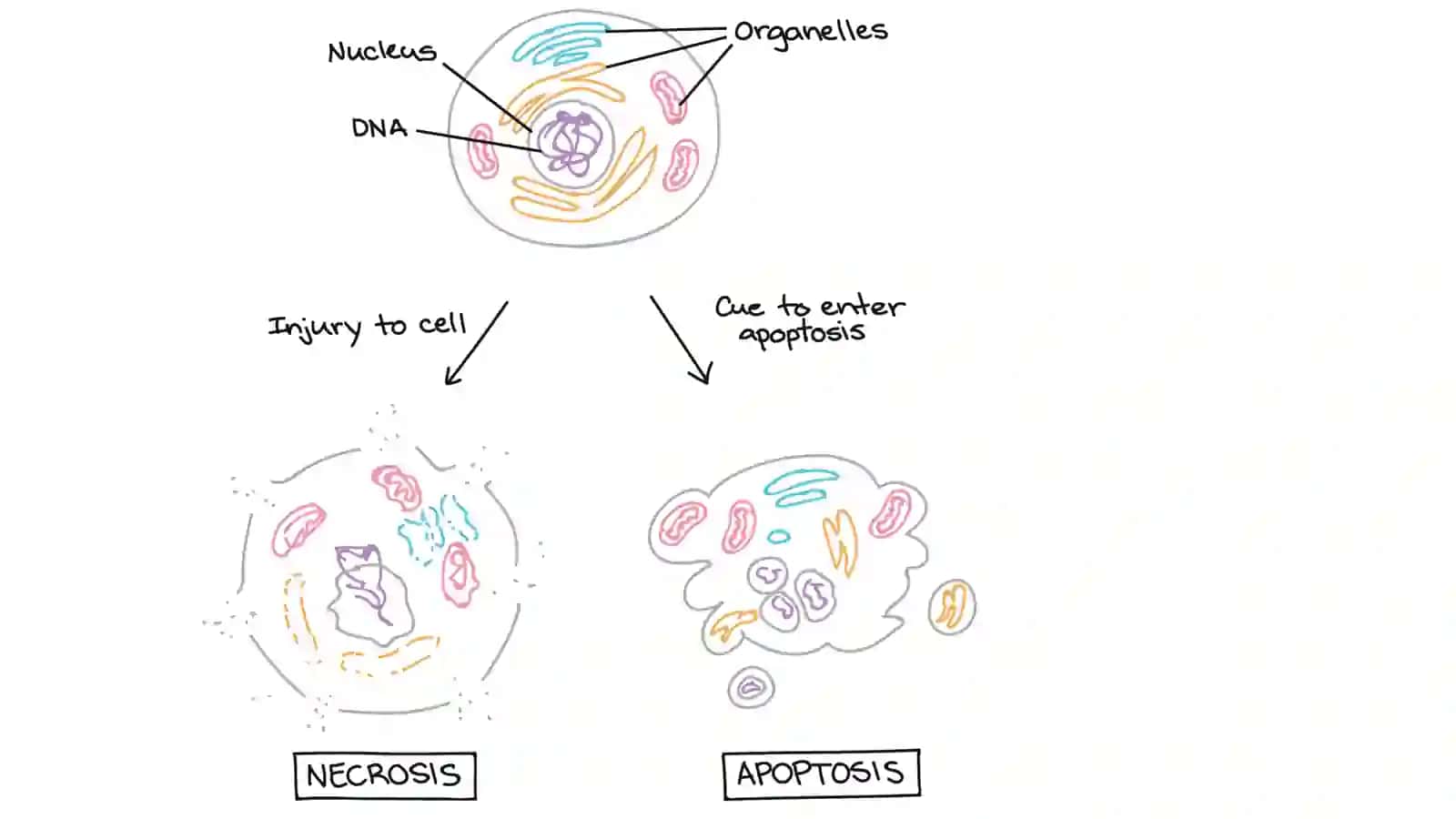 Apoptoz 3