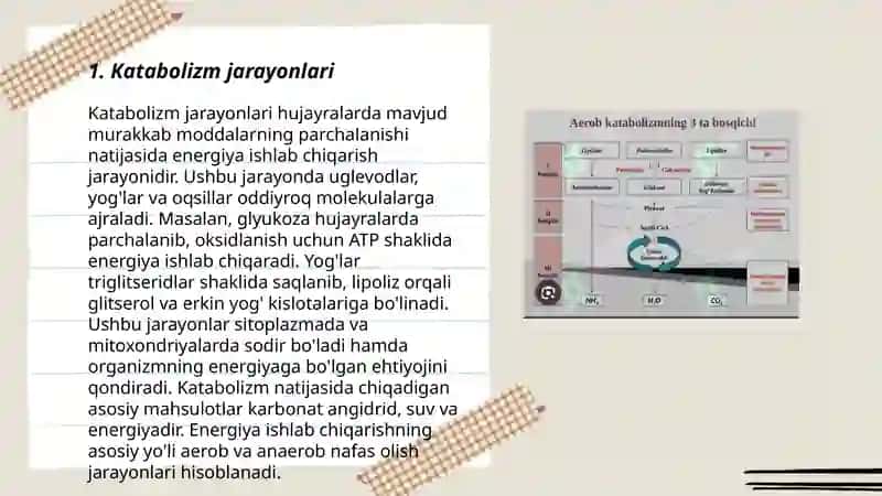 Katabolizm jarayonlari 3