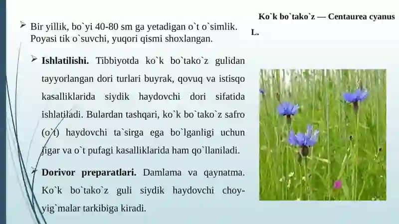 Qoqio’tdoshlar oilasining dorivor vakillari 3