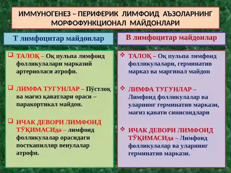 ИММУНОПАТОЛОГИК ЖАРАЁНЛАР. АЛЛЕРГИК ВА АУТОИММУН КАСАЛЛИКЛАР. 3