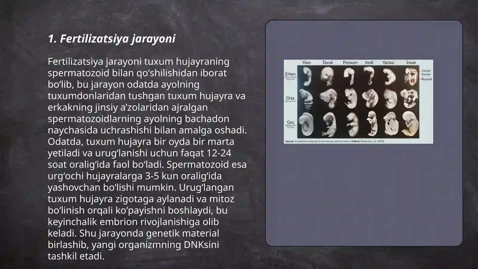 Odam embriogenezining qaltis davrlari 3