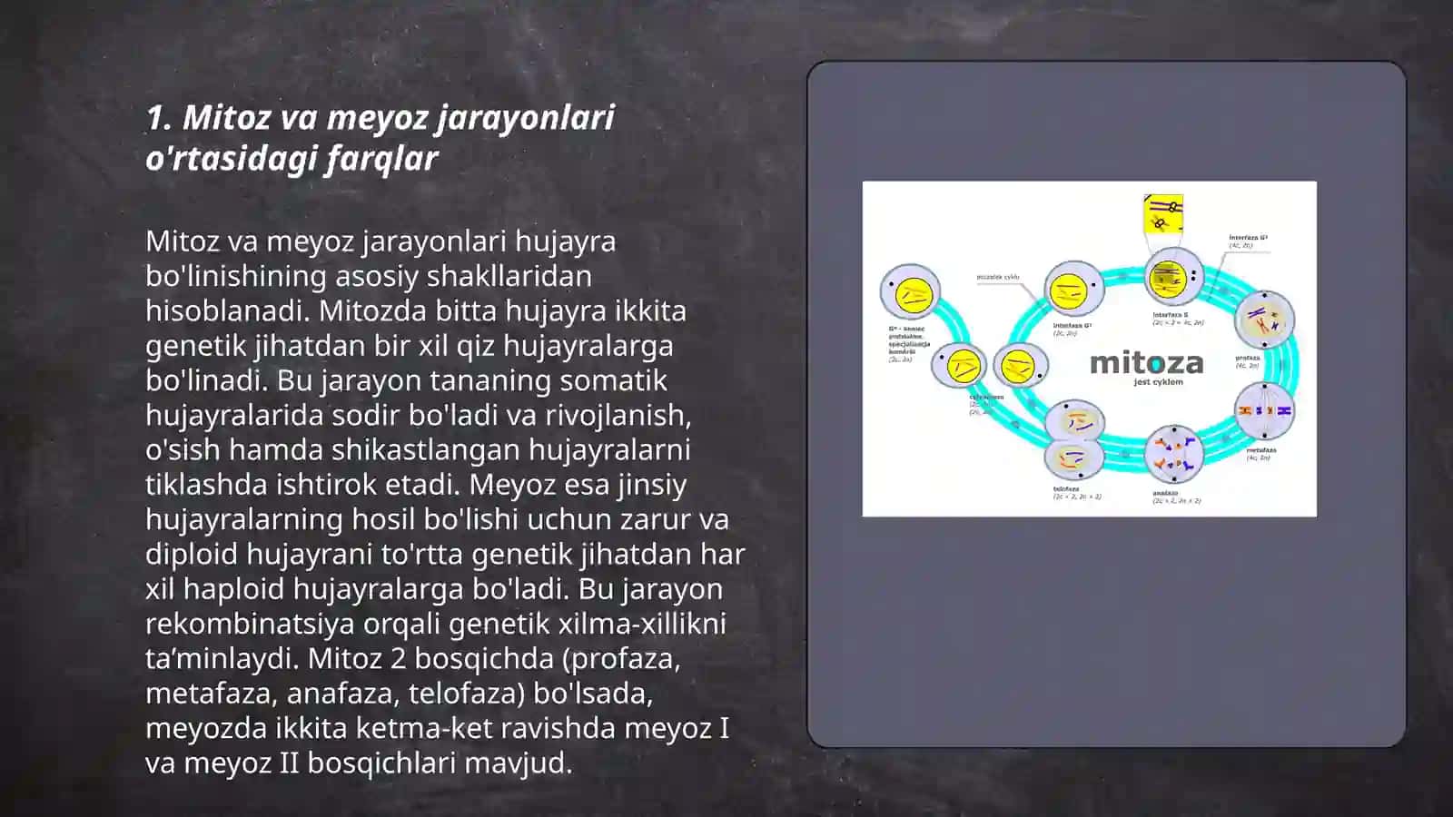 Mitoz va me’yoz sikllari.Patagen ta’sirlari 3