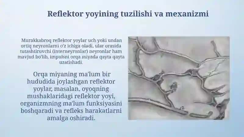 Reflektor yoyi 3