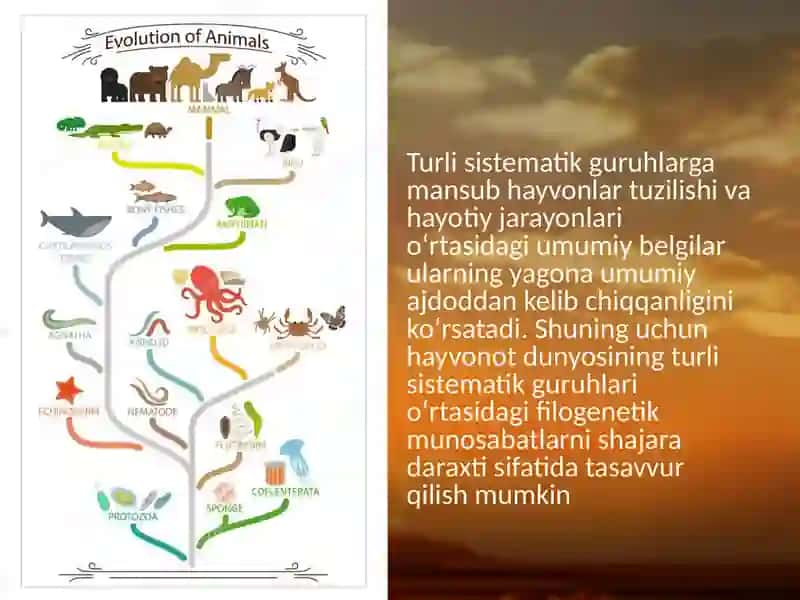 Hayvonotolamidapsixikfunksiyalarevolyutsiyasi.ppt 3