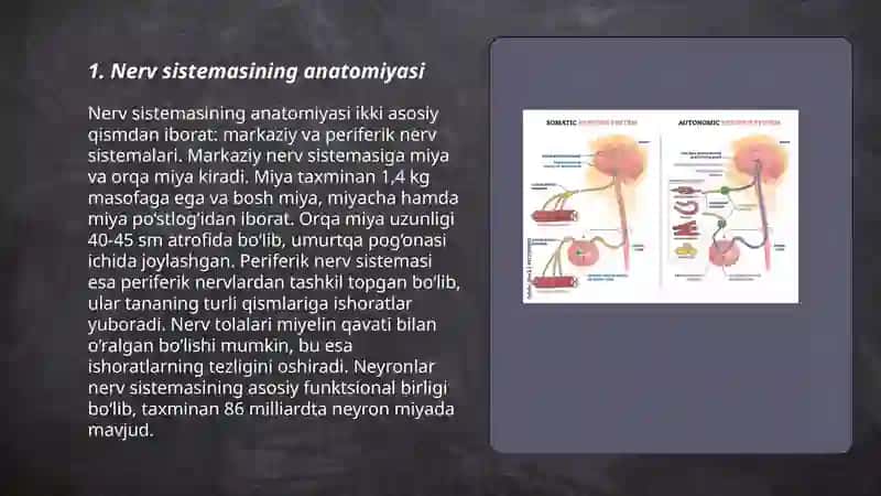 Nerv sistemasining tuzilishi 3