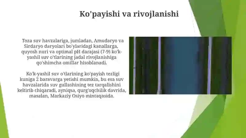 Ko'k-yashil suv oʻtlari 3