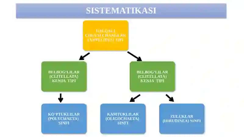 HALQALI CHUVALCHANGLAR (ANNELIDA)TIPI 3