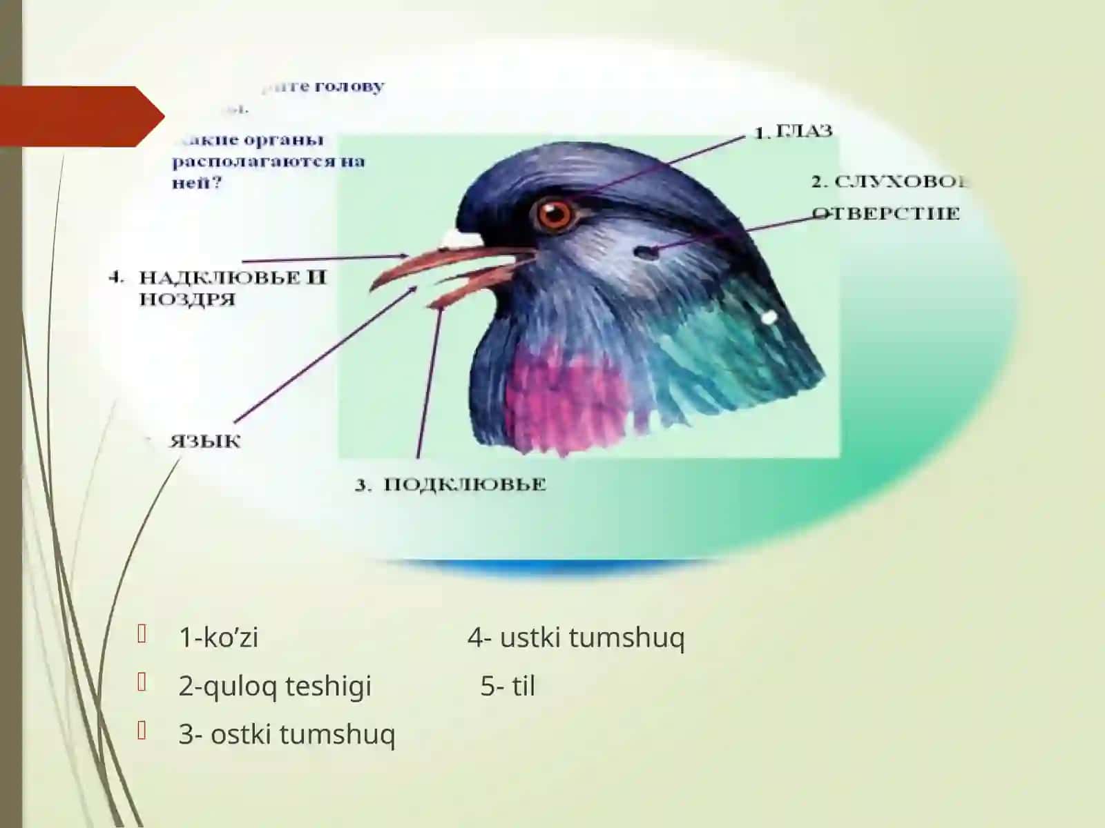 Ko’kkaptarningtashqivaichkituzilishi,skeletivamuskullari 3