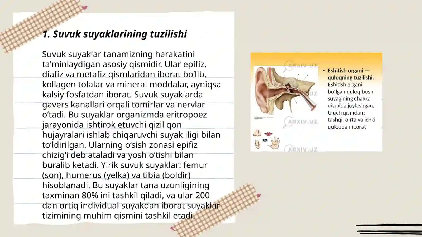Kalla suyaklar anatomiyasi 3