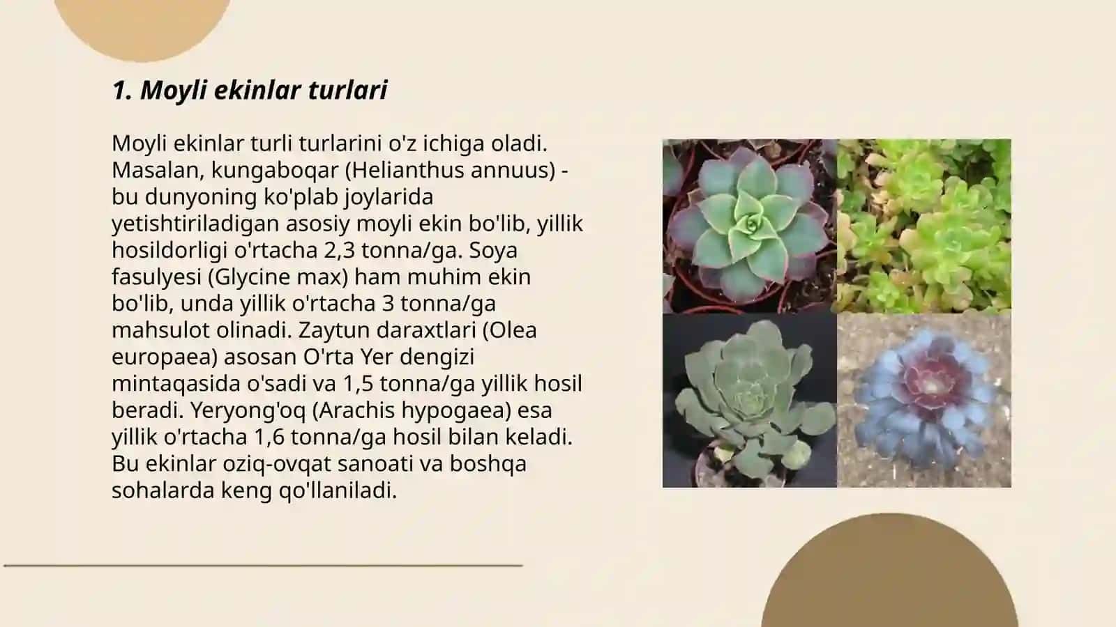 Moyli ekinlar urug’lari 3