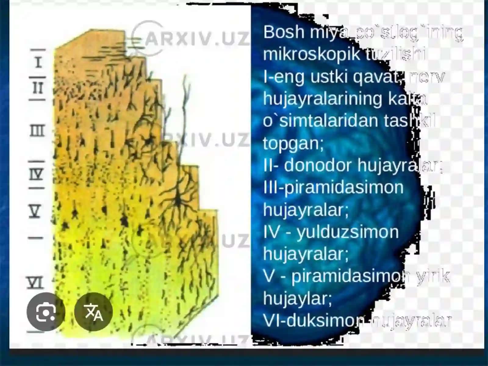 Неврология фани 3