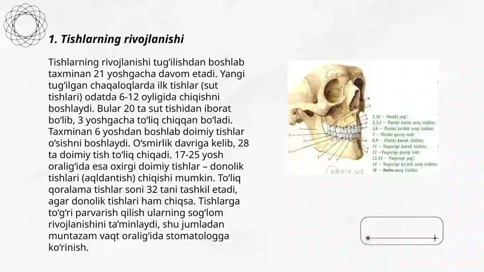 Tishlarning anatomiyasi va gistologiyasi 3