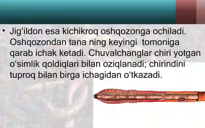 yomg'ir chuvalchangining ichki tuzilishi. 3