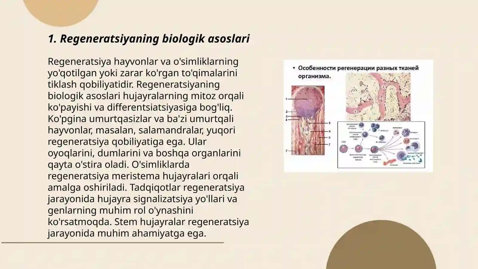 Regeneratsiya va uning darajalari 3