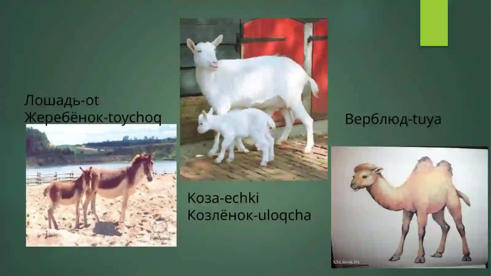 Домашние животные 3
