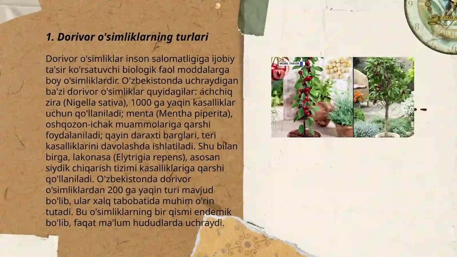 Dorivor osimliklar uruglari 3