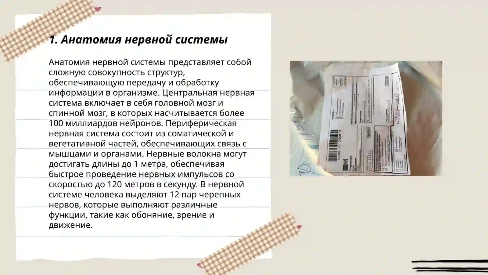 Нервная система 3