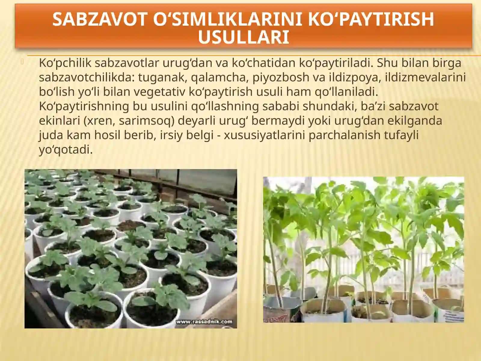 Sabzavot ekinlariniekish muddatlari, usullari va almashlab ekish 3