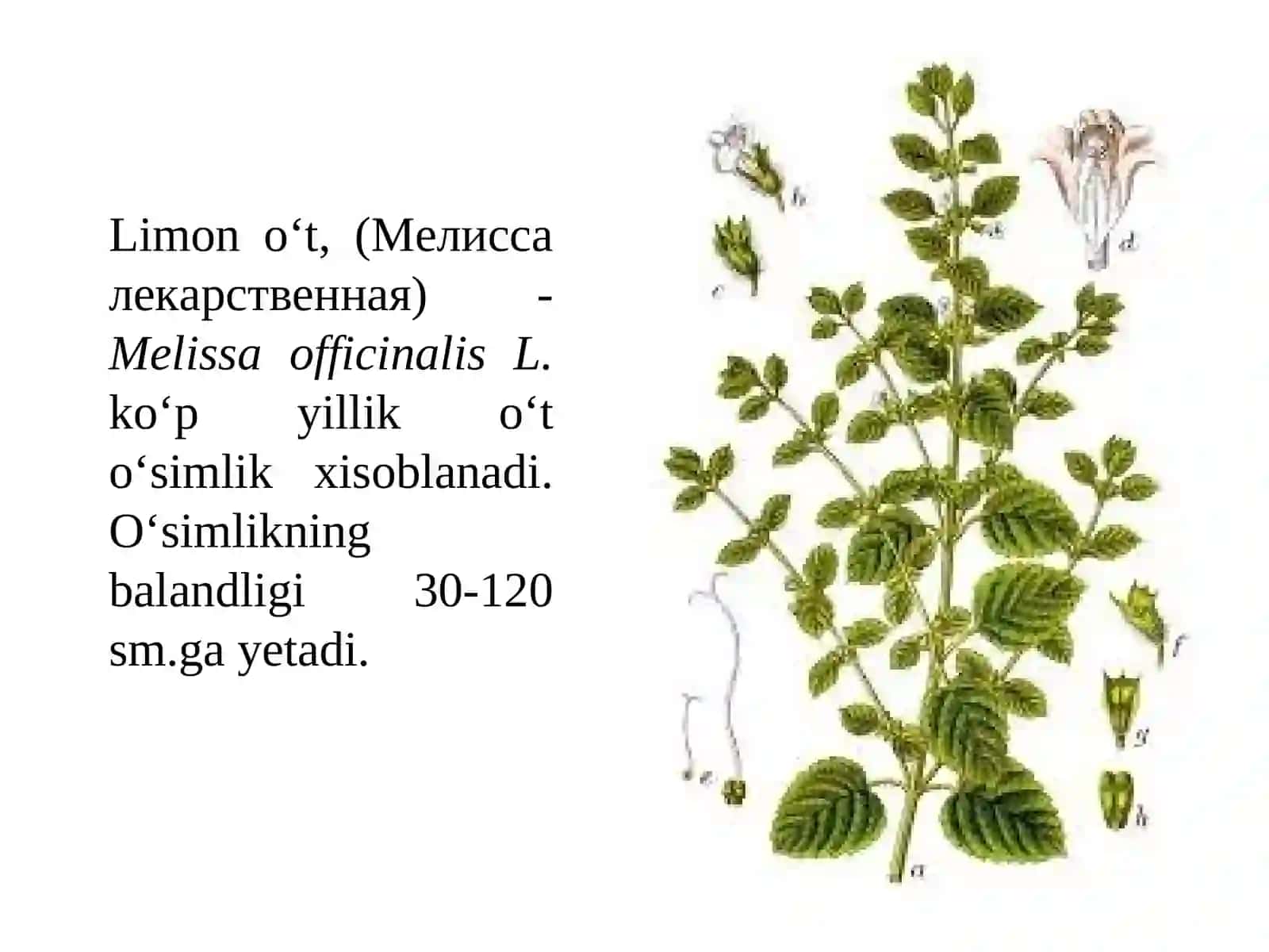 Limono‘to‘simligini yetishtirish texnologiyasi 3