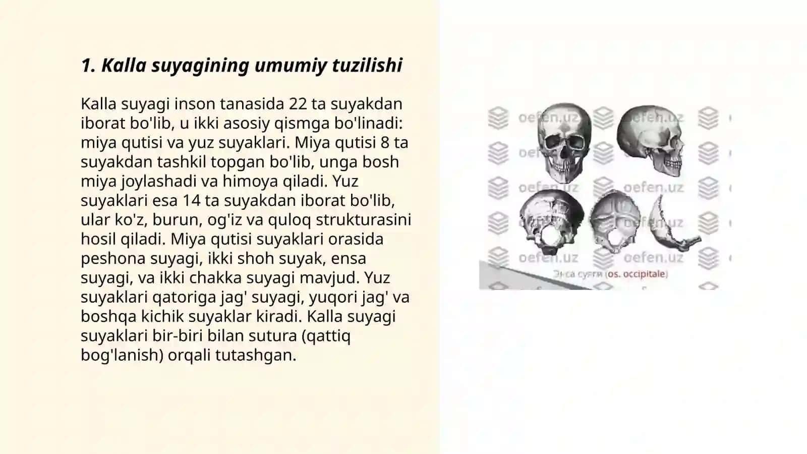 Kalla suyagining rengen anatomiyasi 3