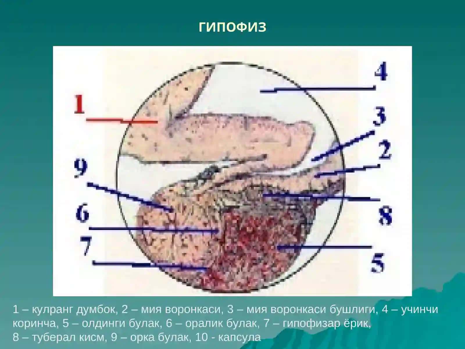 ЭНДОКРИН СИСТЕМА 3