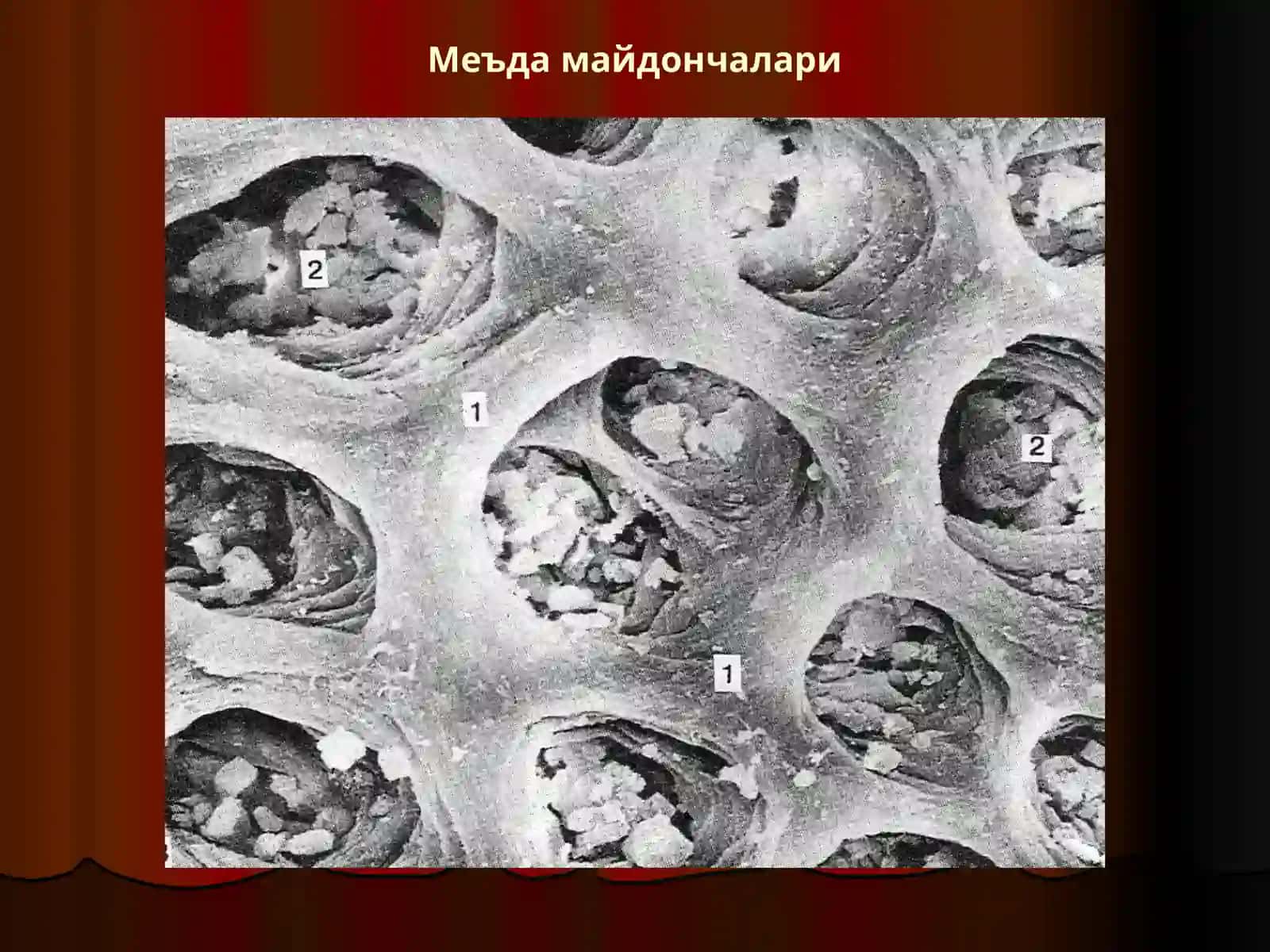 Овқат ҳазм қилиш системаси 3