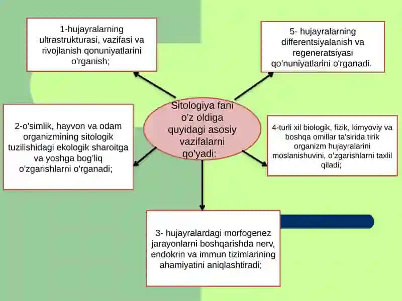 Hujayra Nazariyasi 3