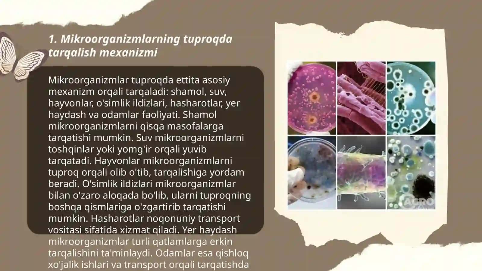 Mikroorganizmlarning tuproqda tarqalishi 3