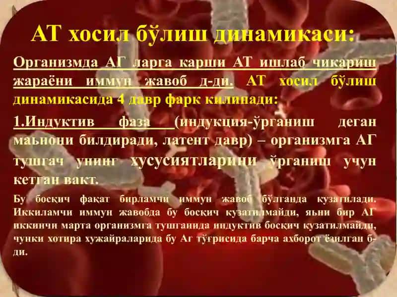 АТ хосил бўлиш динамикаси, Лимфацитлар тизими 3